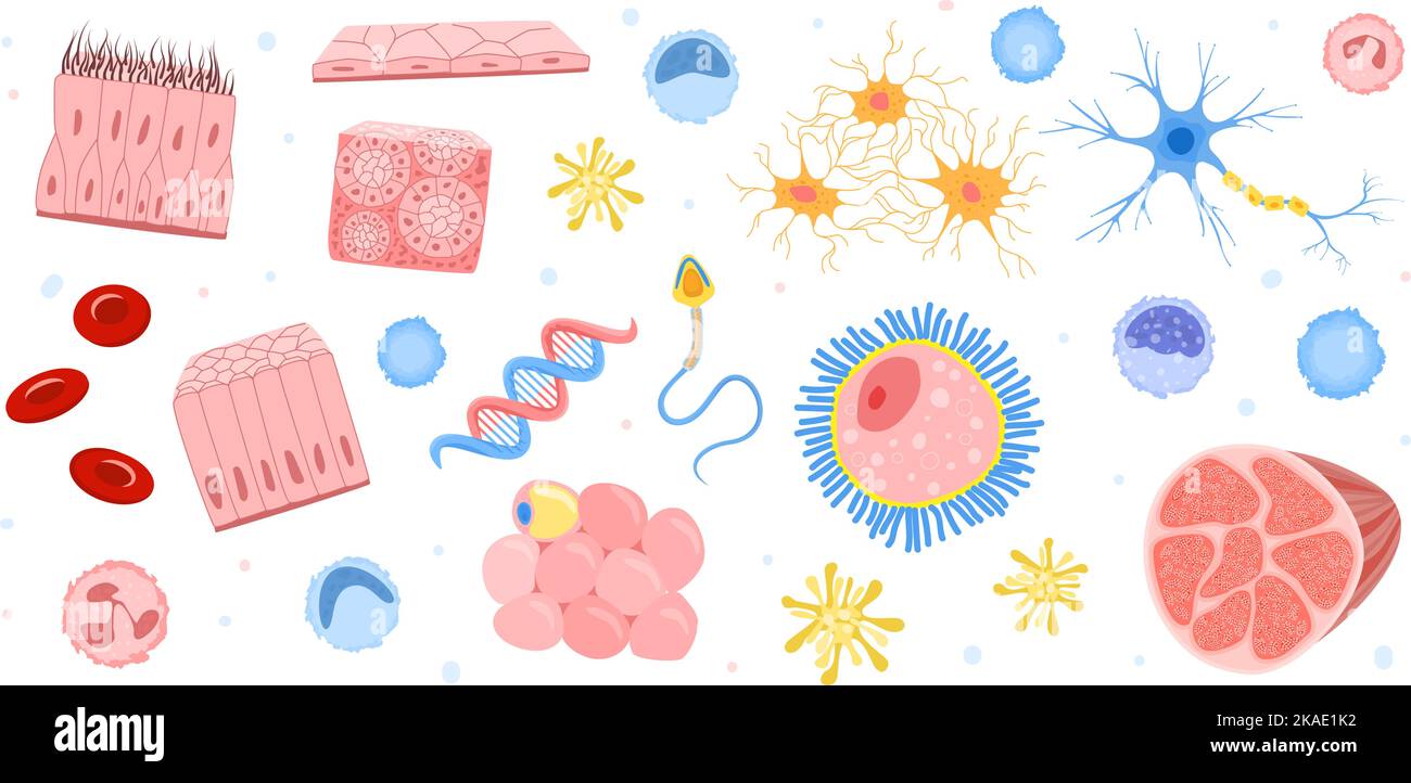 Human cells flat set of isolated icons with colorful images of microorganisms and internal bacteria shapes vector illustration Stock Vector