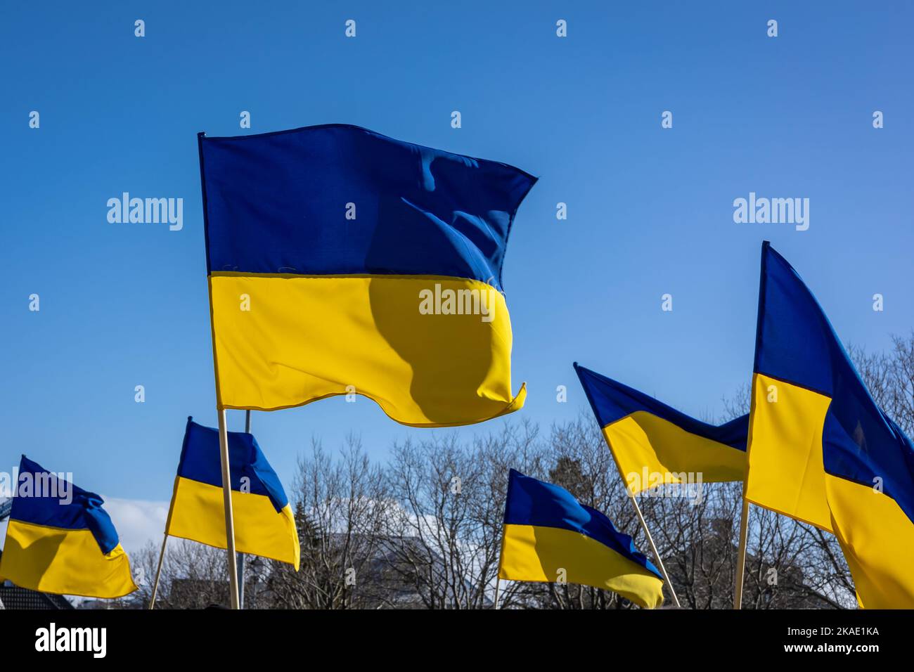 Ukrainian flags raised in the air Stock Photo Alamy