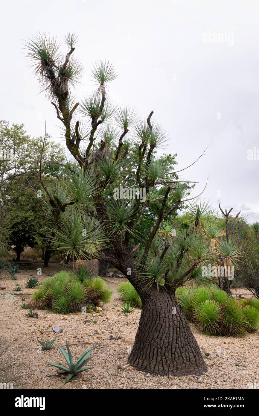 A vertical of beaucarnea gracilis tree in the Ethnobotanical Garden of Oaxaca, Mexico. Stock Photo