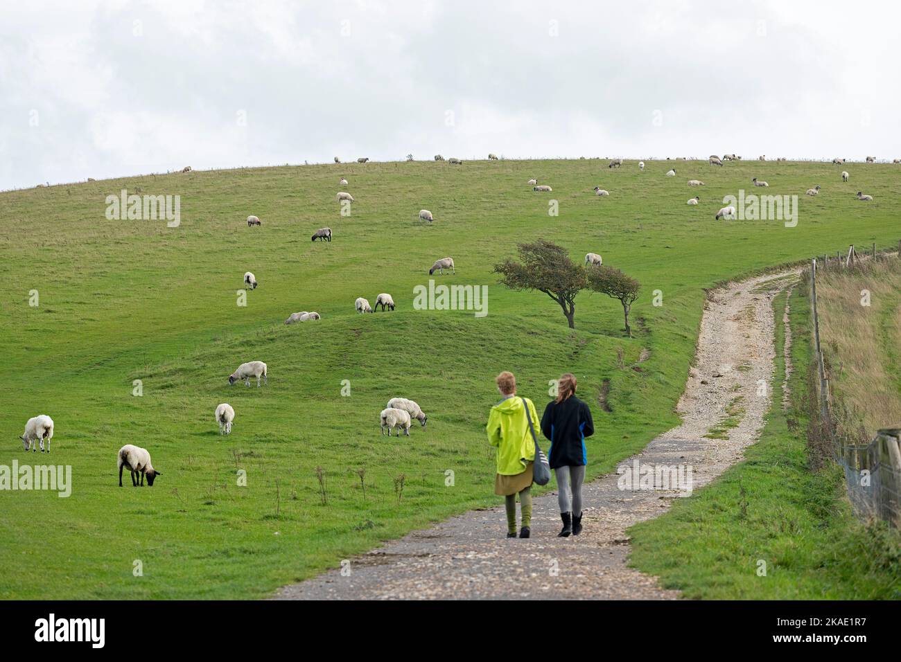 Sheep grazing beside South Downs Way near Devil´s Dyke, Sussex, England