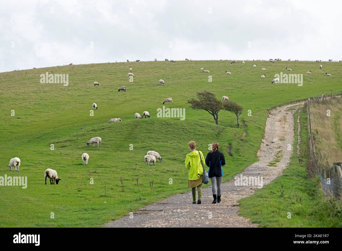 Sheep grazing beside South Downs Way near Devil´s Dyke, Sussex, England, Great Britain Stock Photo