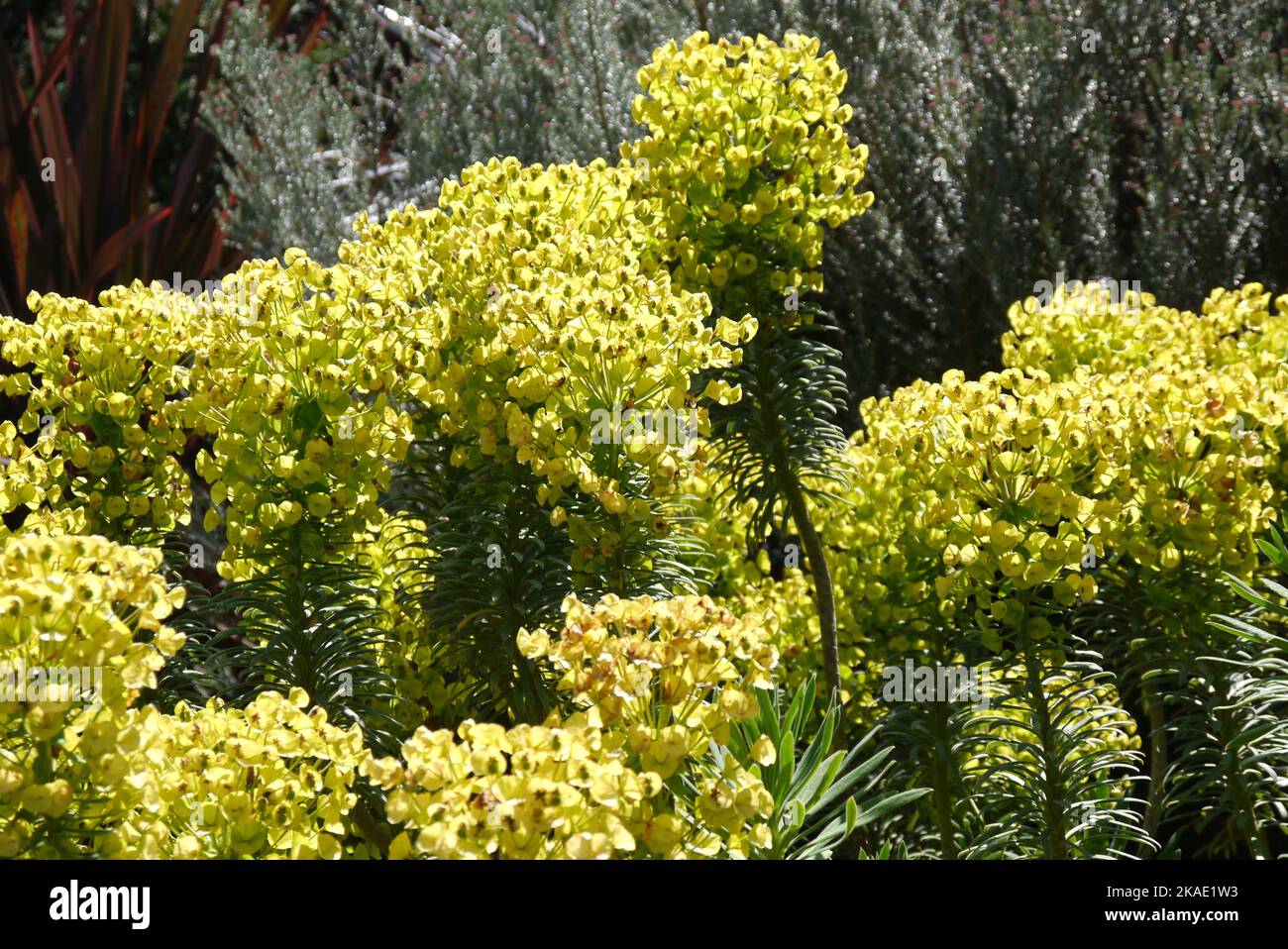 Yellow Euphorbia Characias 'Wulfenii' (Mediterranean Spurge) Flowers grown at RHS Garden Rosemoor, Torrington, Devon, England, UK. Stock Photo