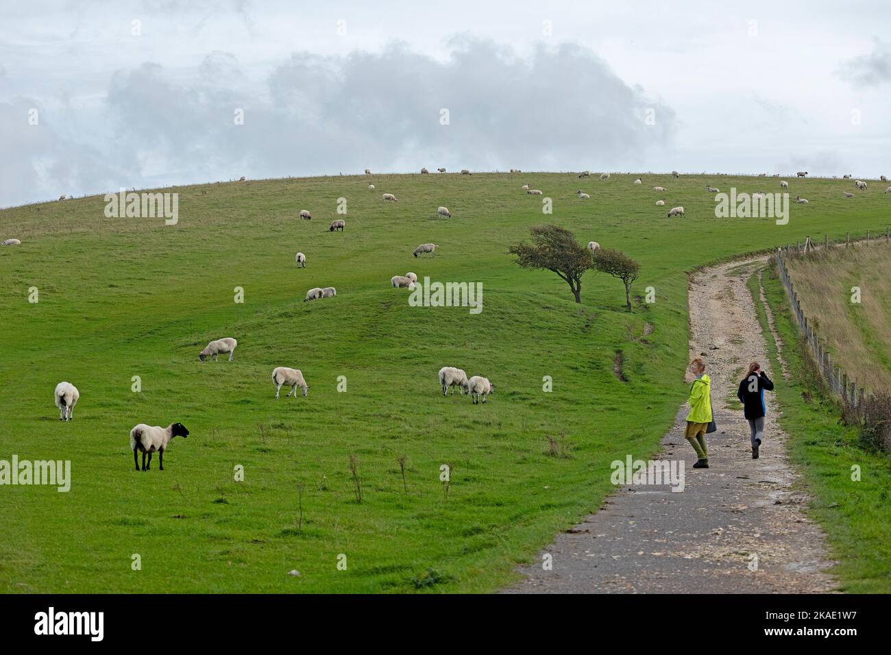 Sheep grazing beside South Downs Way near Devil´s Dyke, Sussex, England, Great Britain Stock Photo