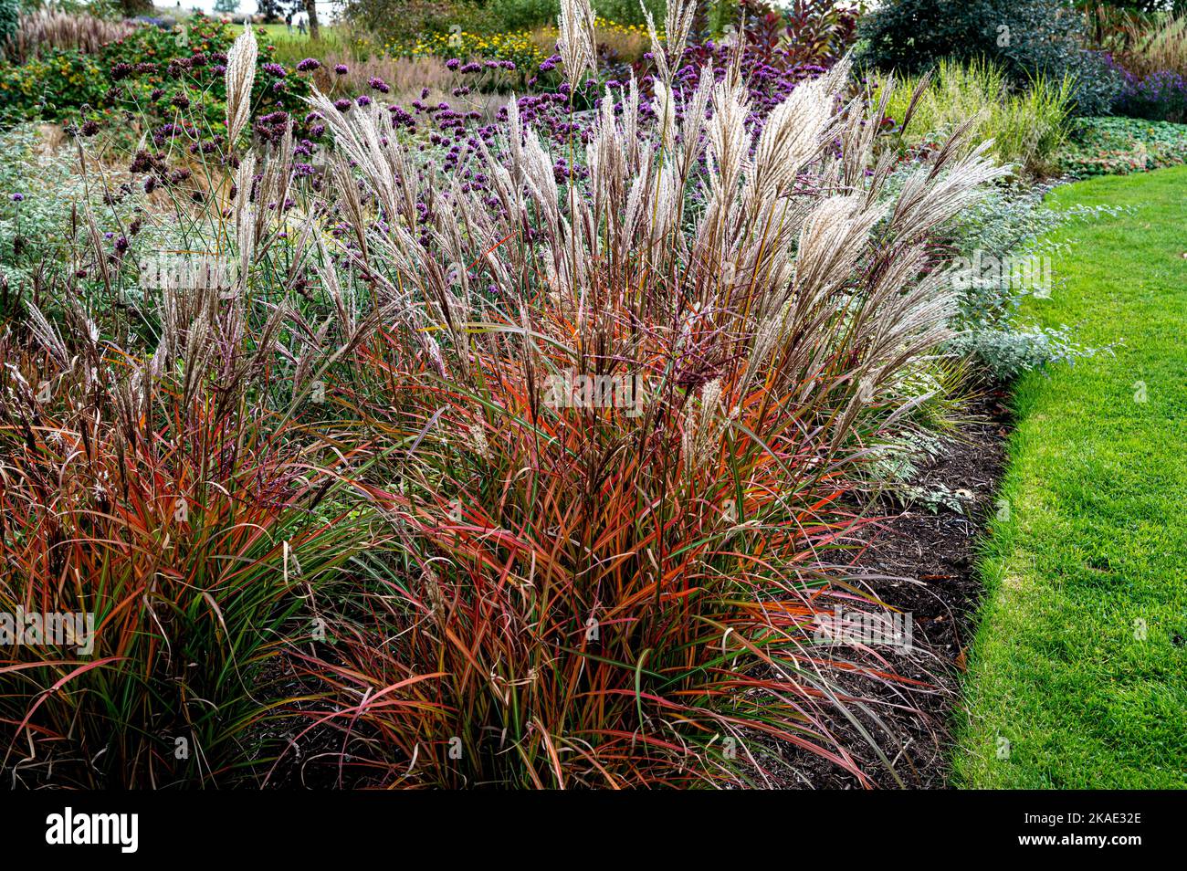 Miscanthus Sinensis, Ferner Osten, ornamental grass with autumn hues. Eulalia Ferner Osten, Miscanthus sinensis Far East, Poaceae Stock Photo