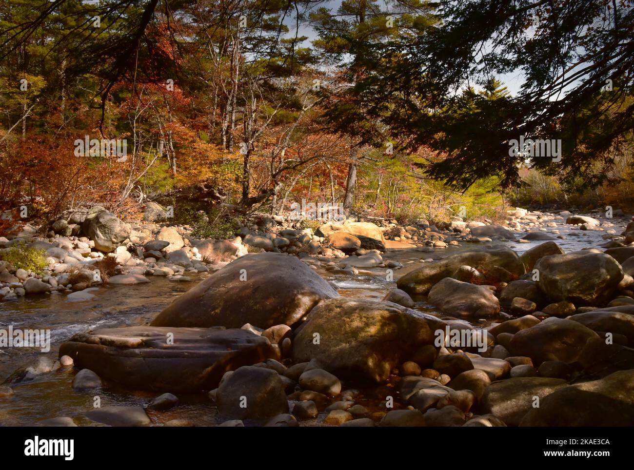 Fall Colour on the Swift River by the Kankamagus Highway, New England, New Hampshire, USA Stock Photo