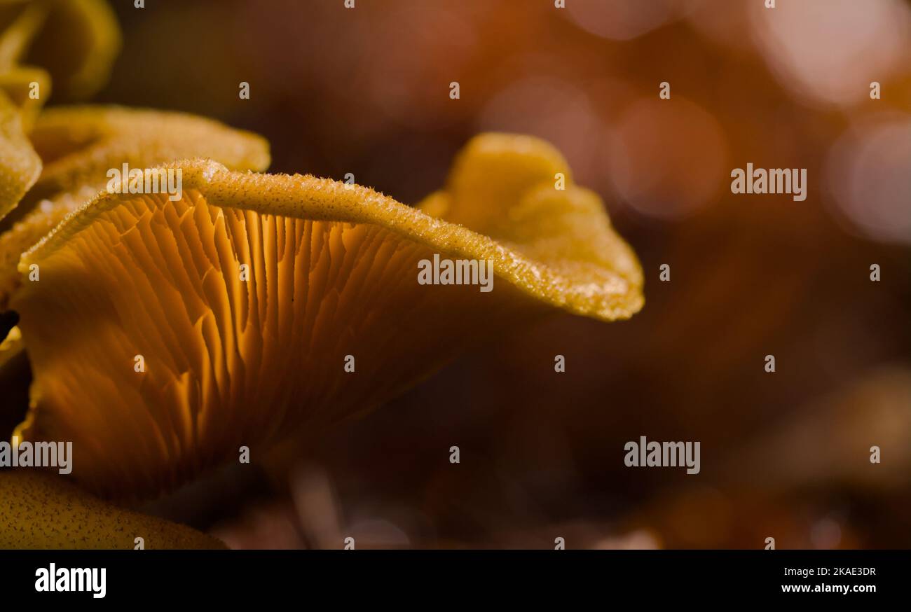 Close-up Of The Cap And Gills Of A False Chanterelle Mushroom, Hygrophoropsis aurantiaca, New Forest UK Stock Photo
