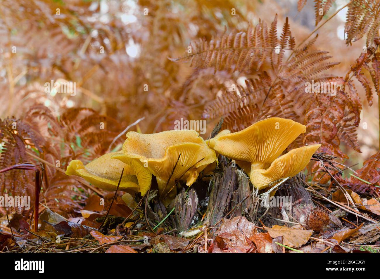 Group Of False Chanterelle Mushrooms Growing On A Tree Stump ON The Forest Floor Amongst Dead Bracken, Hygrophoropsis aurantiaca, New Forest UK Stock Photo