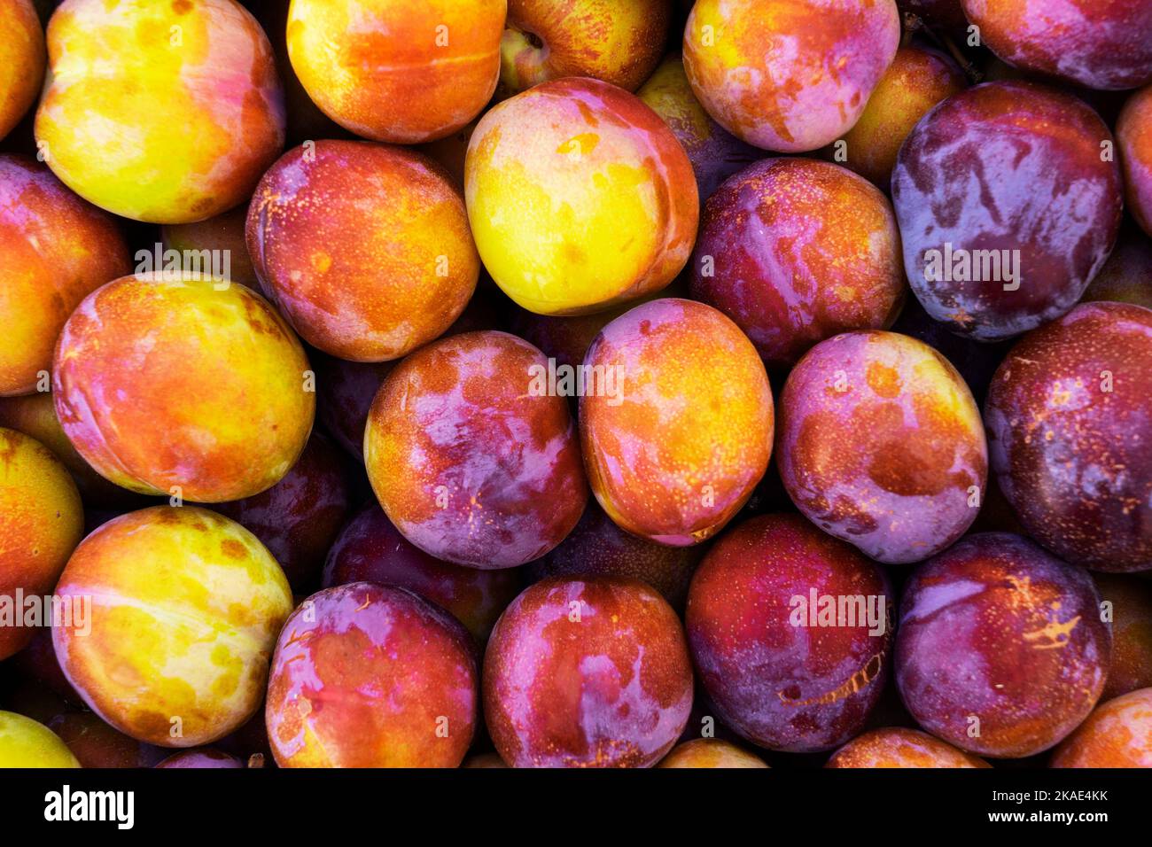 Red and yellow ripe plums in boxes on the counter for sale.Healthy