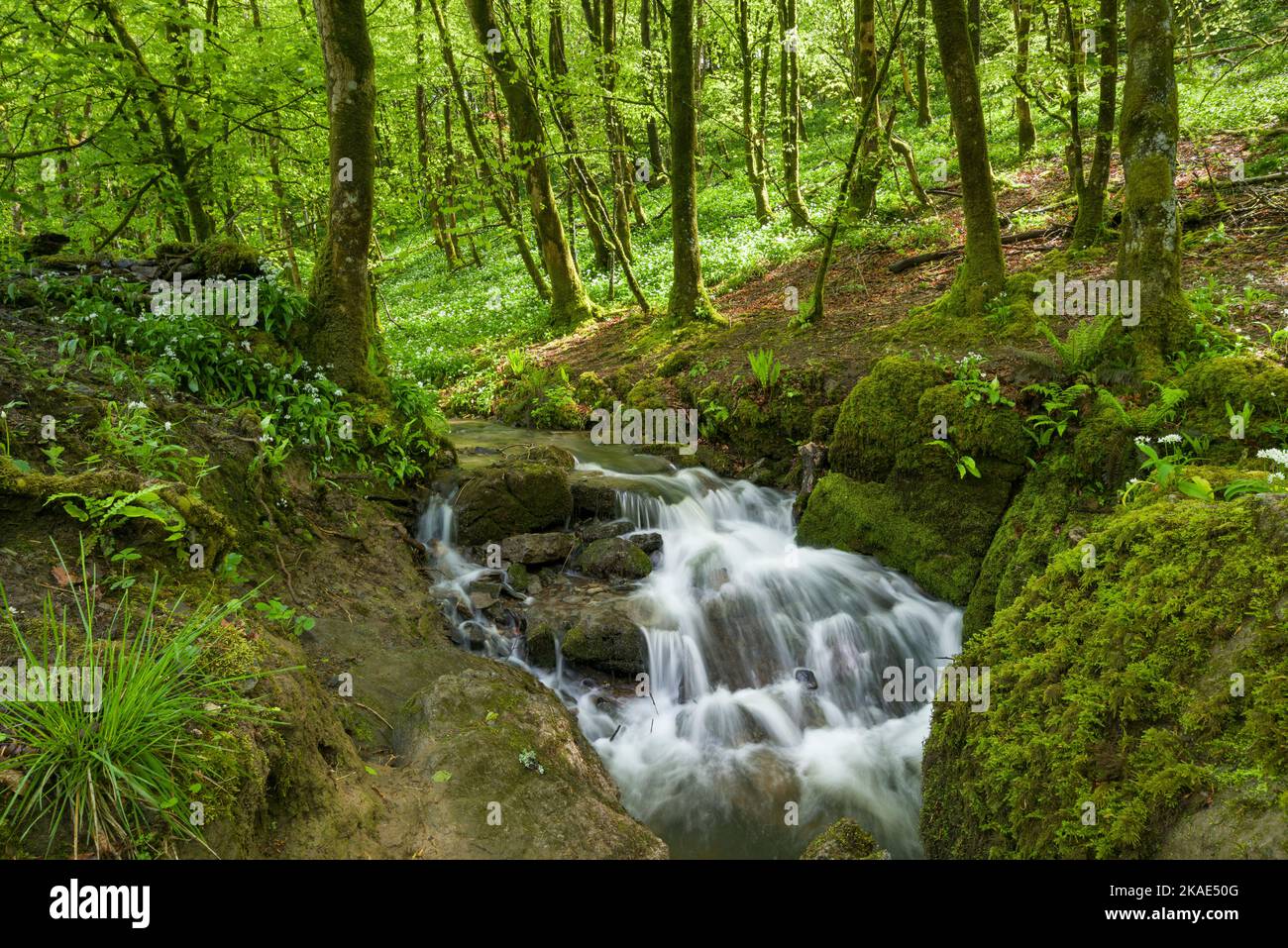 The stream in Long Wood entering a swallow hole, part of the Cheddar ...