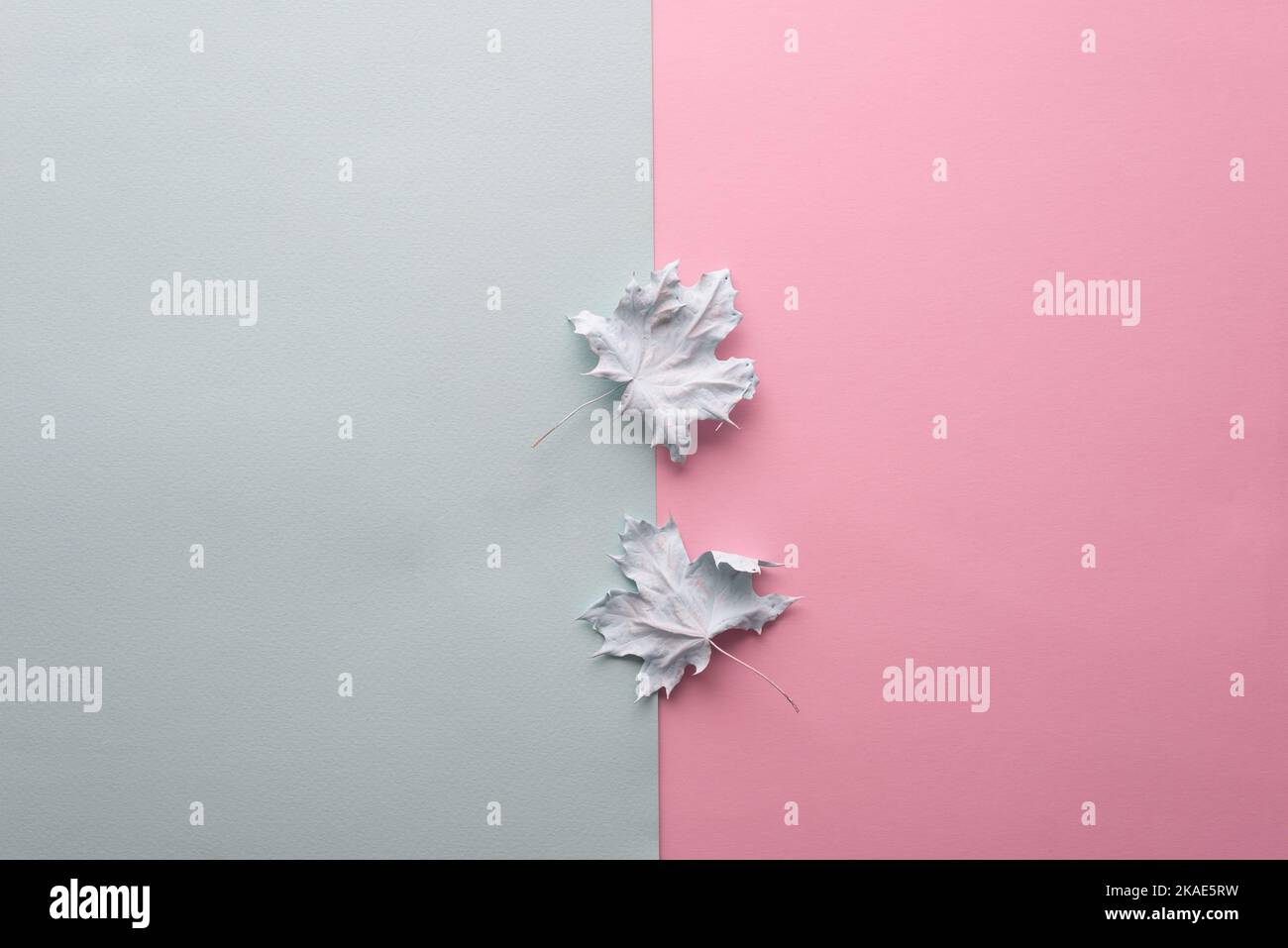 minimal concept of autumn leaves in blue paint on pink background. Stock Photo