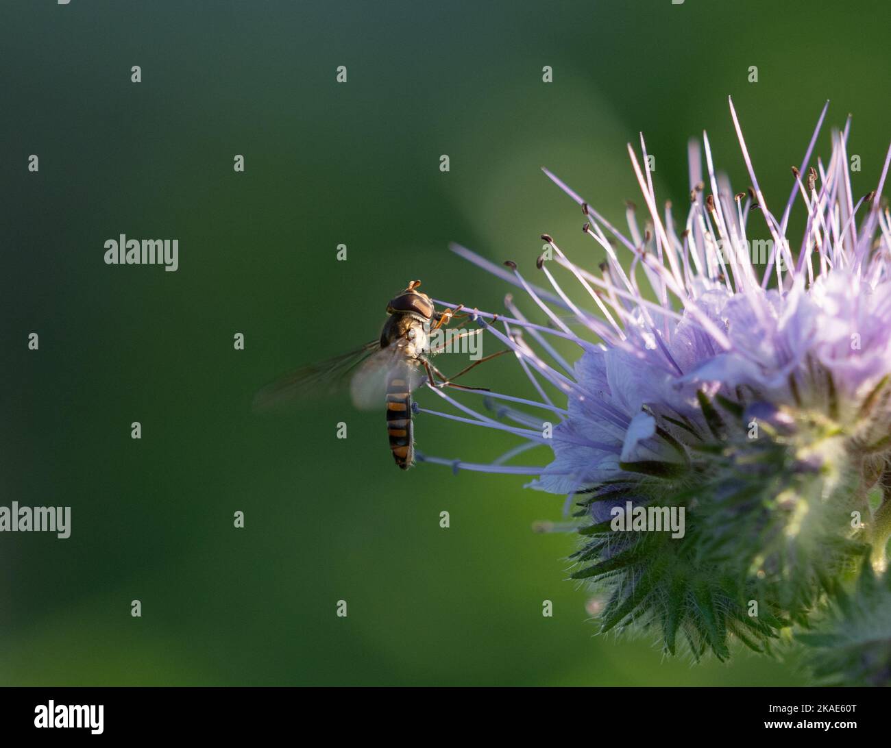 Hover fly on green crop Phacelia bloom Stock Photo