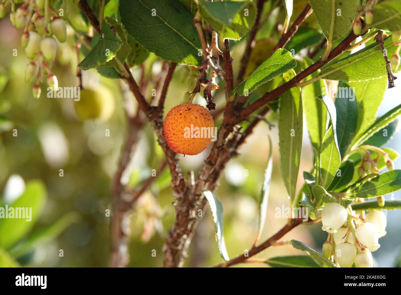 A closeup of arbutus and bell flowers on a branch. Stock Photo
