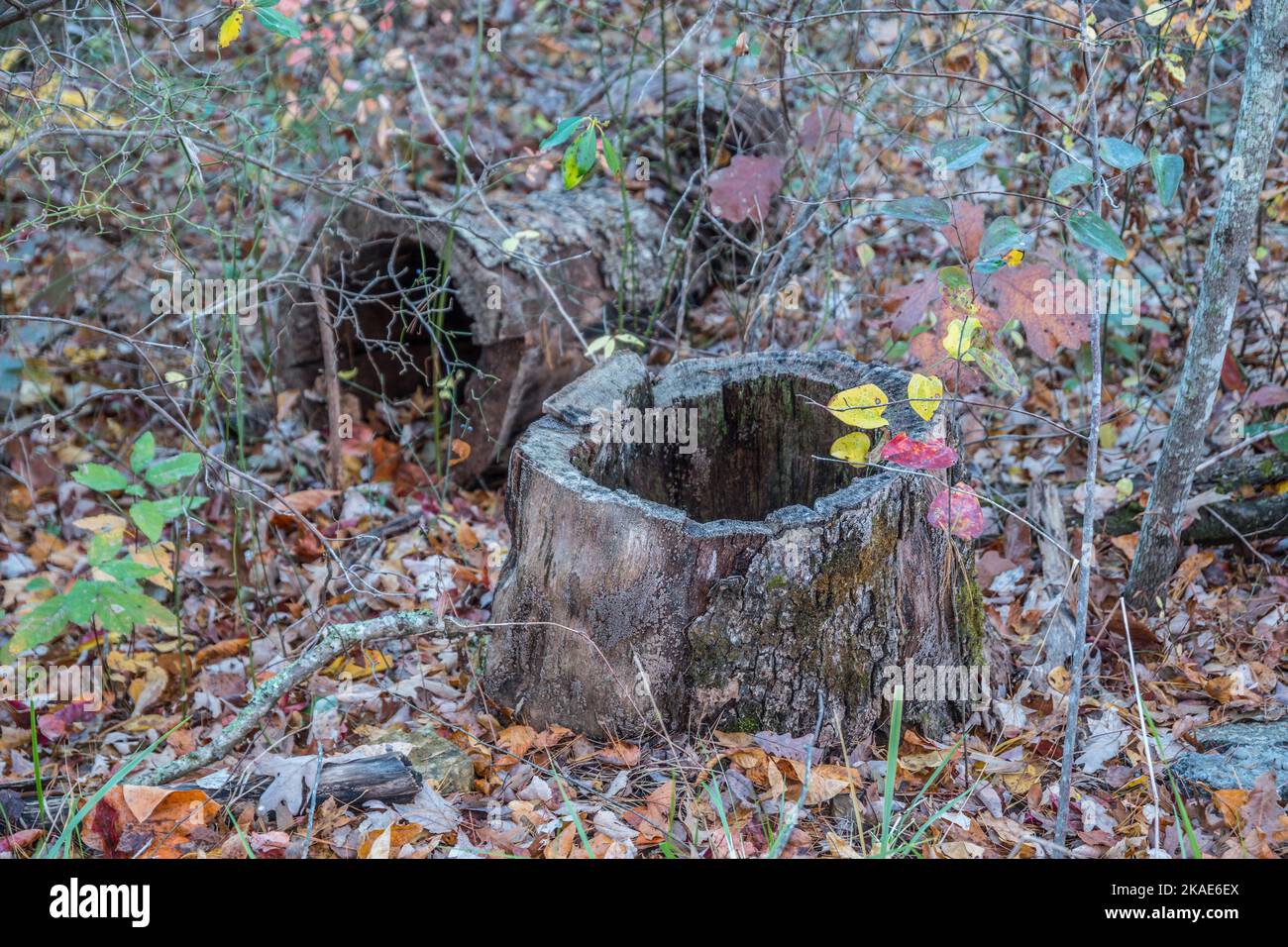 A hollow tree cut down log part of it laying in the background and the hollow trunk in the foreground in the forest surrounded by the fallen leaves in Stock Photo