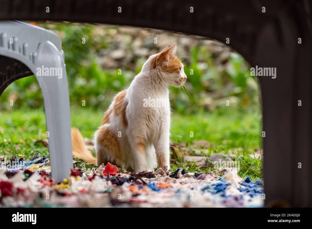 A closeup shot of a ginger cat in a garden in Marokko Stock Photo