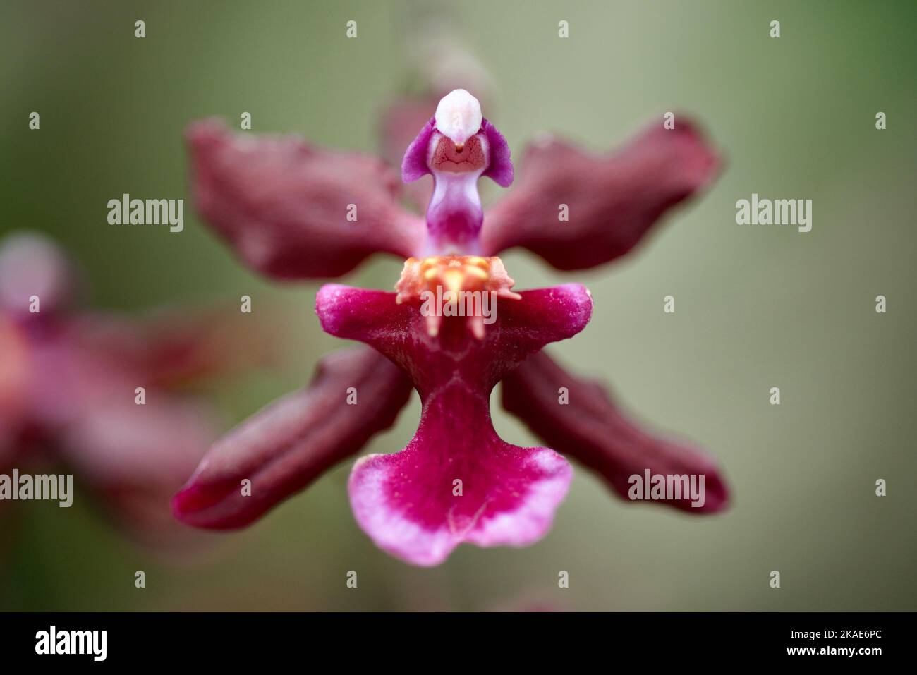 A selective focus shot of marsala colored Oncidium Sharry Baby (Dancing Lady Orchid) flower a variety of orchids, on blurry background Stock Photo