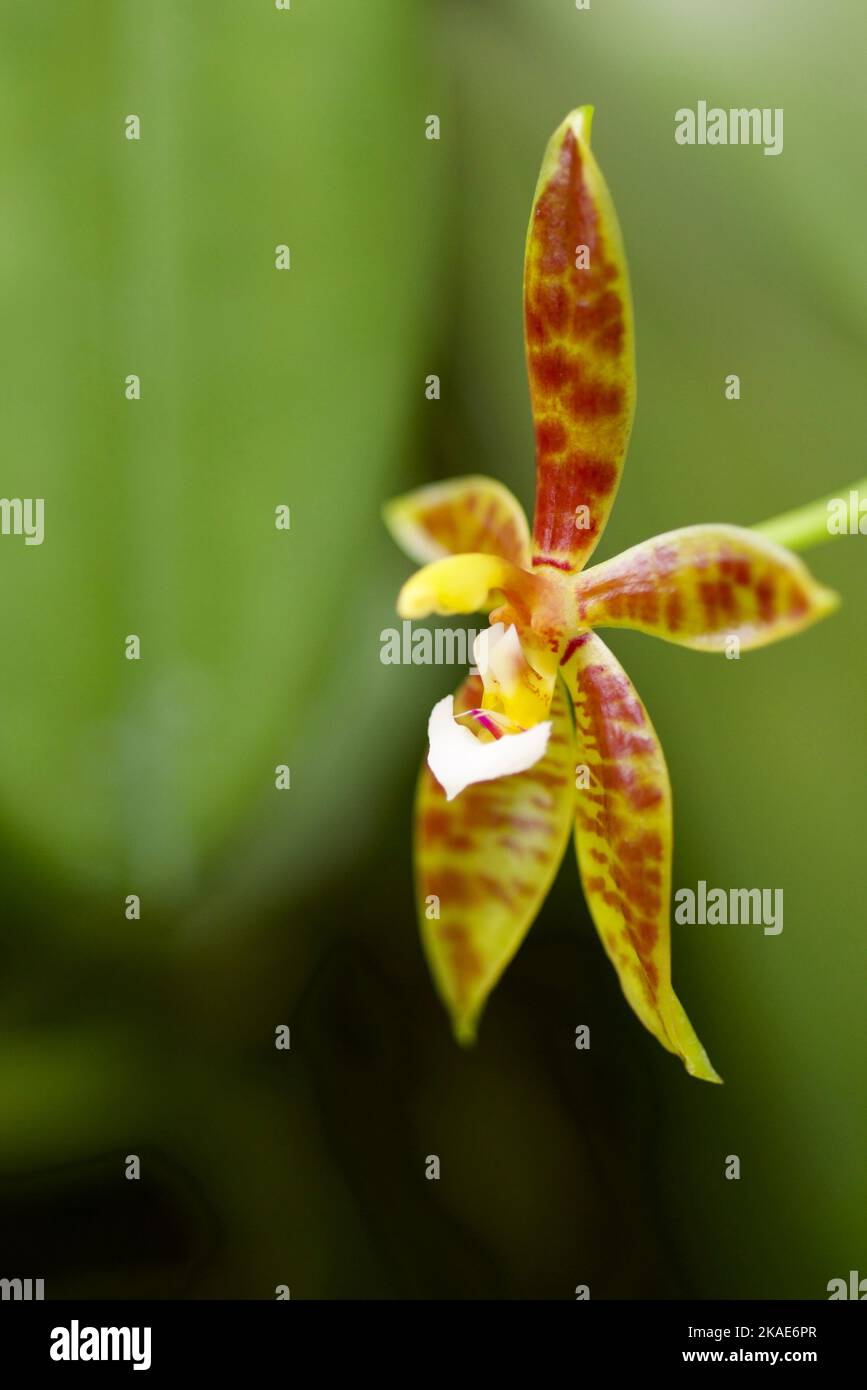 Vertical closeup of a yellow flower with red dots Phalaenopsis cornu-cervi, variety of orchids, on green blurry background Stock Photo