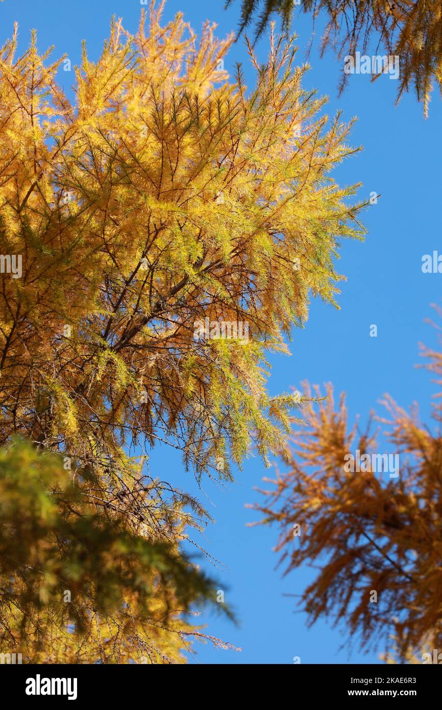 A vertical closeup of a tree with autumn leaves in the park Stock Photo ...