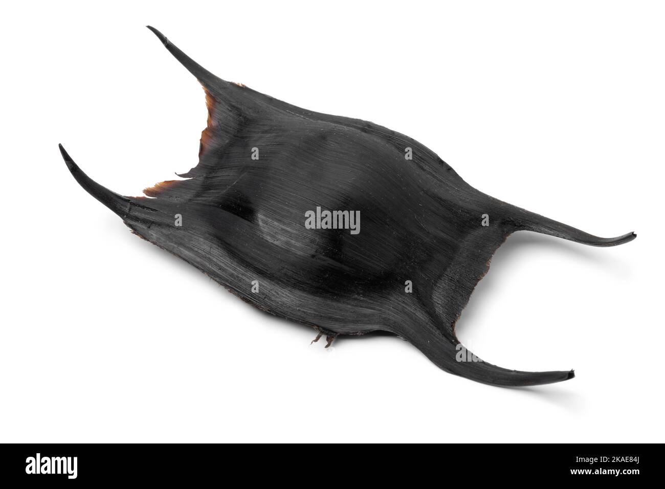 Single Egg case of a skate isolated on white background Stock Photo