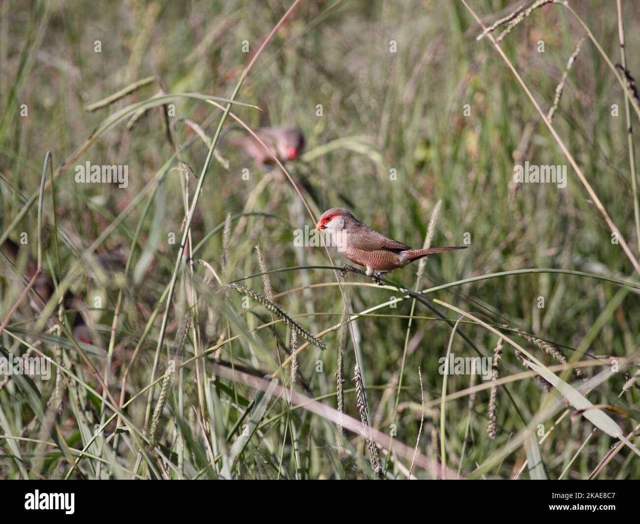 Common waxbill looking for food in the Lima river border, north of Portugal. Stock Photo