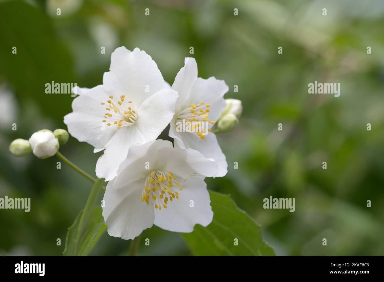 Jasmine like hires stock photography and images Alamy