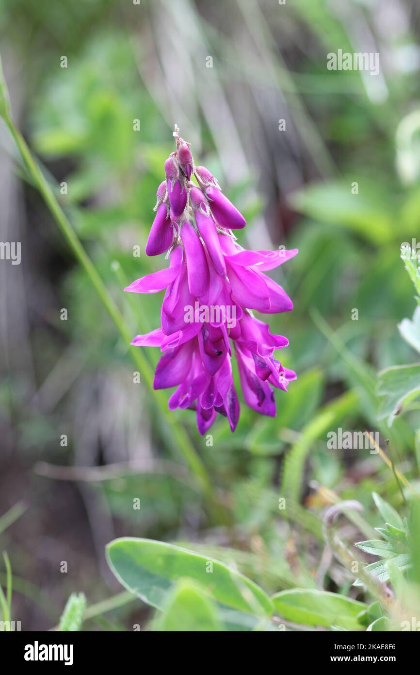 Alpine flora: Alpine Sweetvetch (Hedysarum hedysaroides) found over 2000 meters over the sea level, Dolomites, Italy Stock Photo