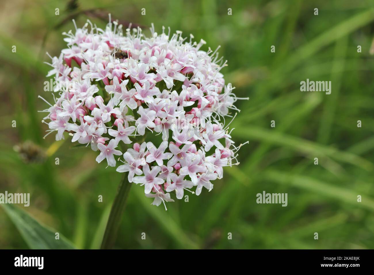 Alpine flora Valeriana montana in macro shot Stock Photo - Alamy