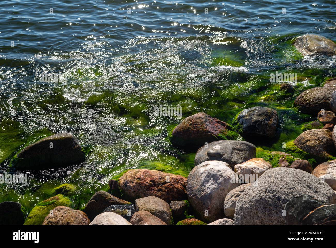 Green algae on the rocks with waves crashing on them Stock Photo - Alamy