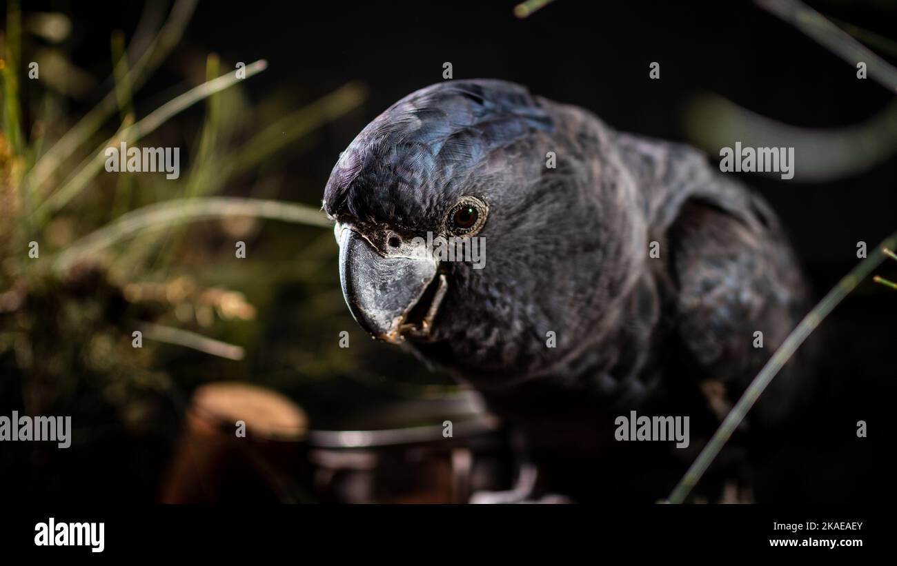 A Seychelles black parrot (Coracopsis barklyi) with plants in dark blurred background Stock Photo