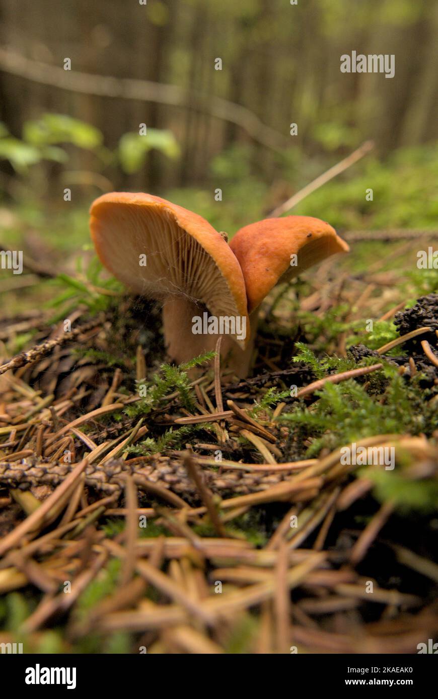 A Lactifluus volemus mushroom grown from moss in the woods Stock Photo