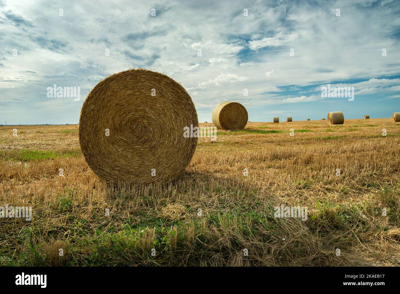 Round straw bales in the field in summer day Stock Photo