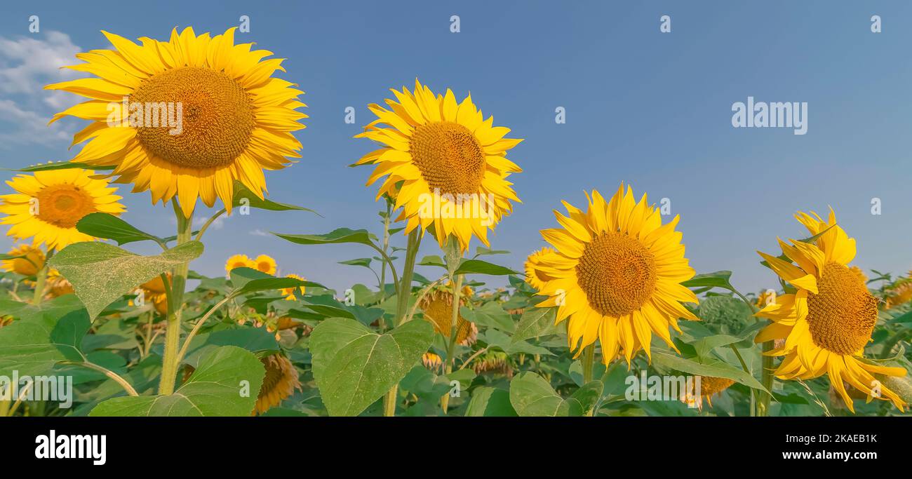 Close-up of sunflowers in a field in summer Stock Photo - Alamy