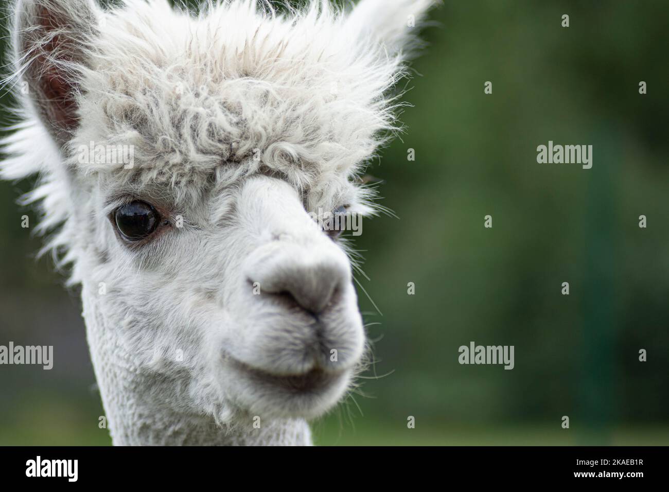 White llama closeup portrait Stock Photo