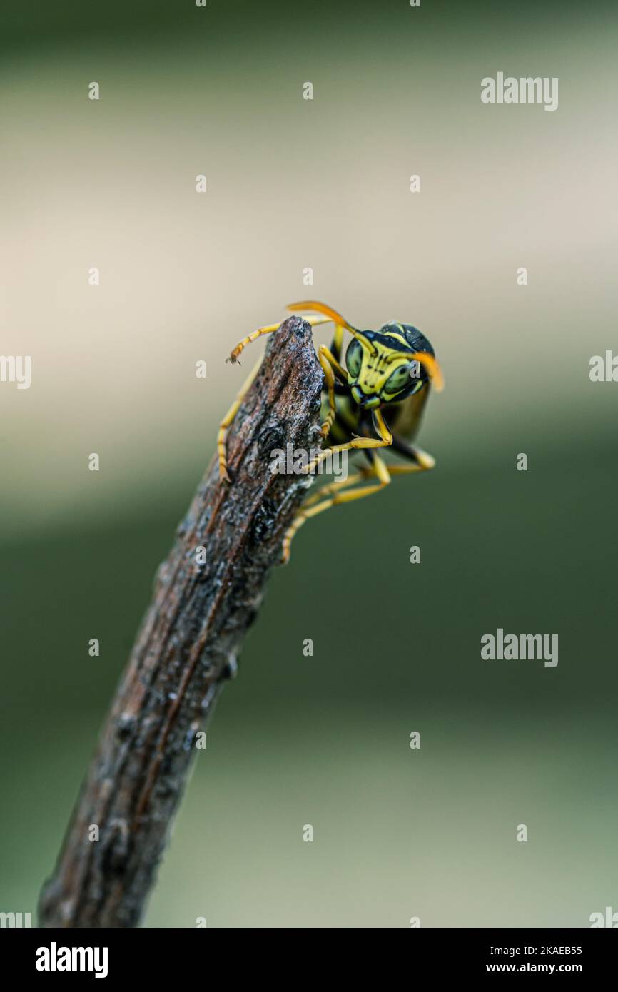 Close-up wasp on branch in green background Stock Photo