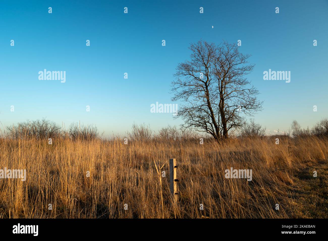 A large tree without leaves and a dry meadow, evening view Stock Photo