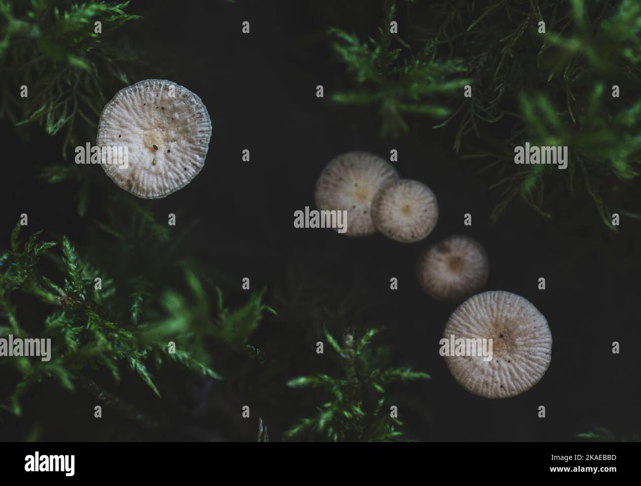 Close-up photo of inedible mushrooms in the forest Stock Photo