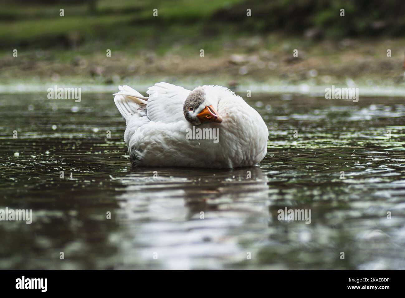 Domestic goose swiming in the pond and looking at the camera Stock Photo