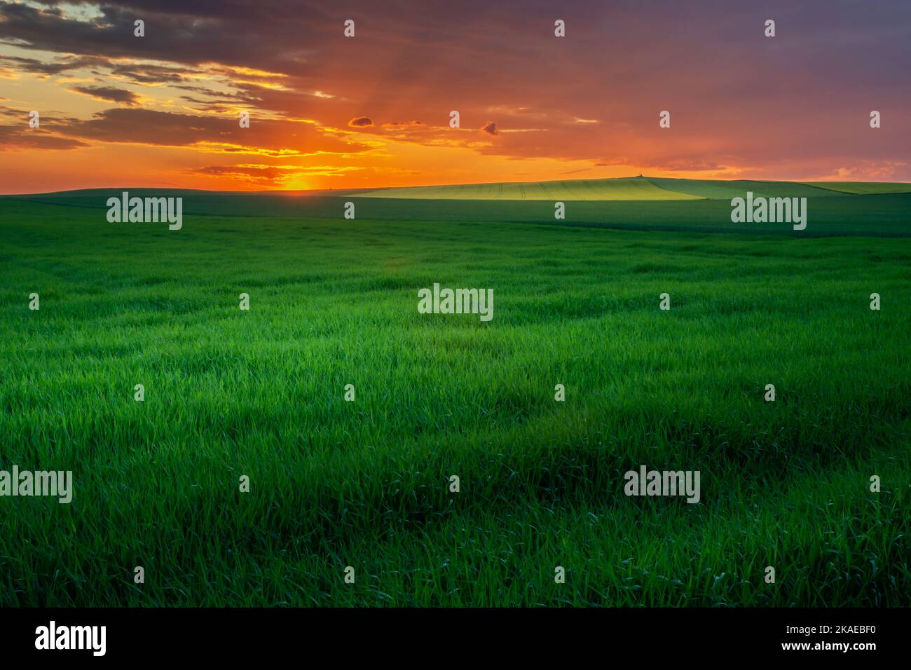 Colorful clouds during sunset and green fields, evening summer view Stock Photo