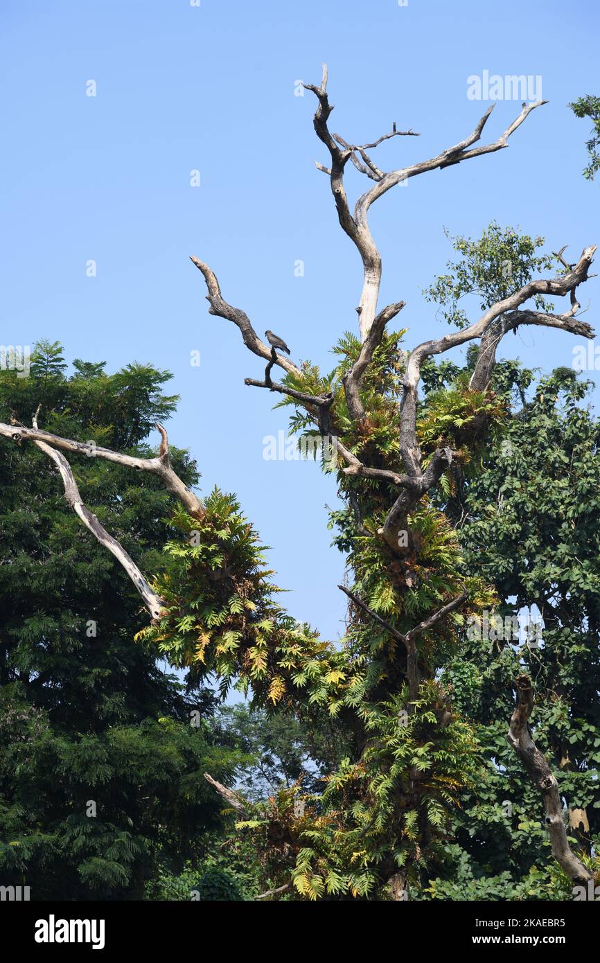 Huge parasite plants on a big dead tree. AJC Bose Indian Botanic Garden ...