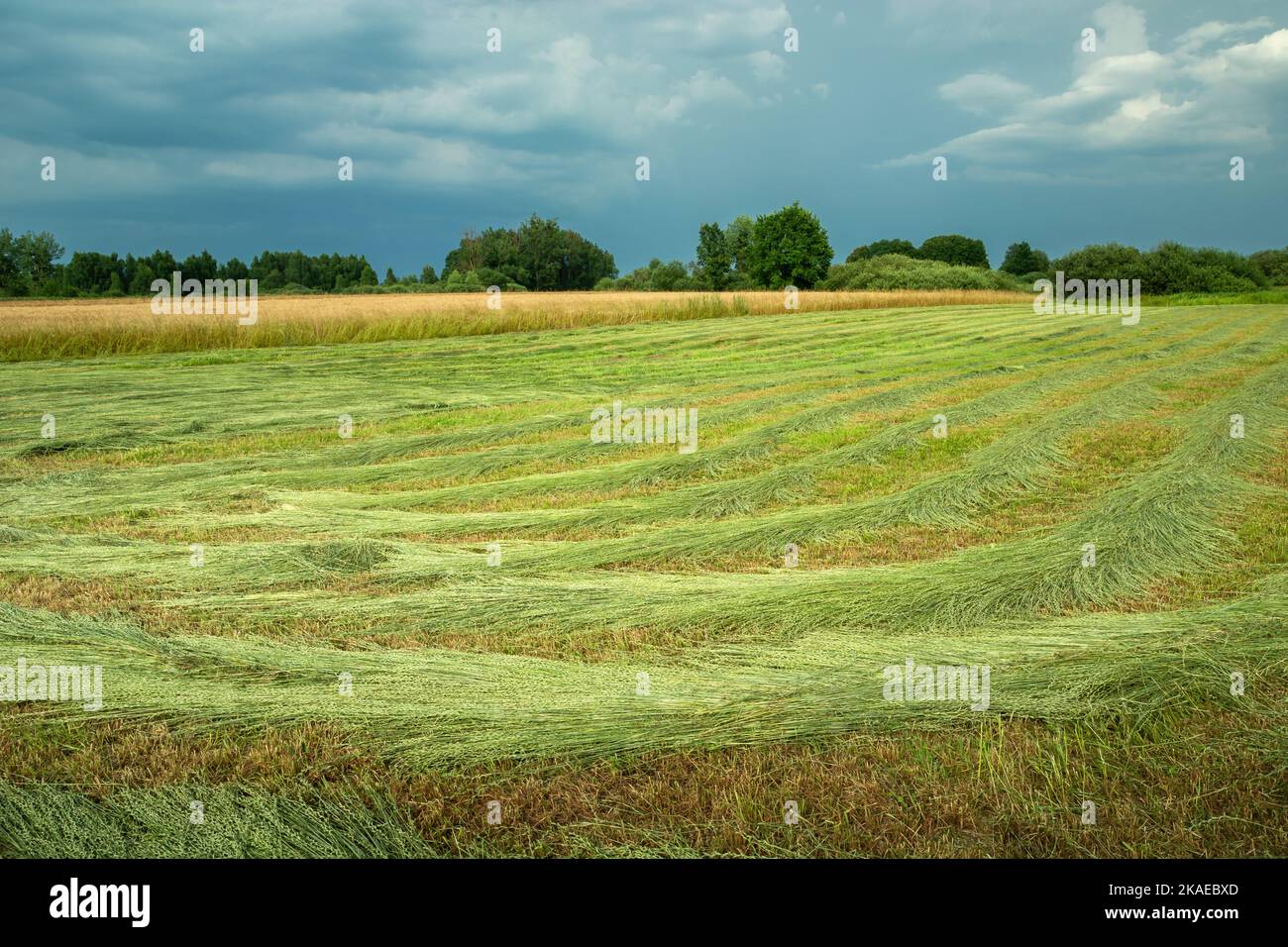 Mown rural meadow and cloudy rainy sky, summer day Stock Photo