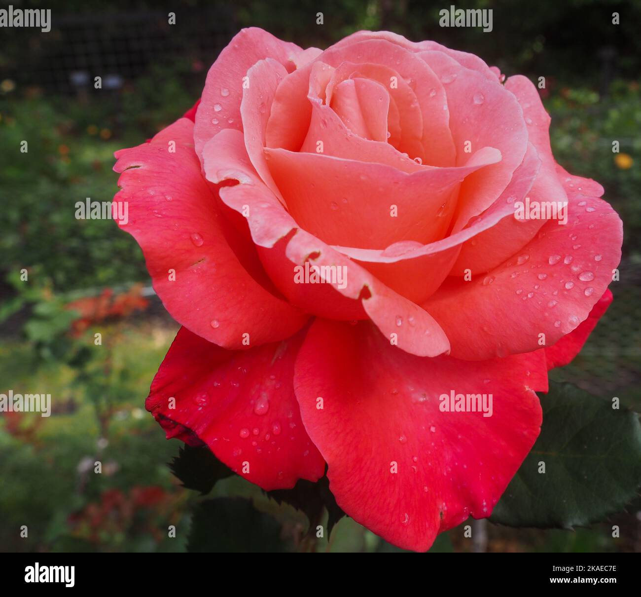 pink rose flower macro close up Stock Photo - Alamy