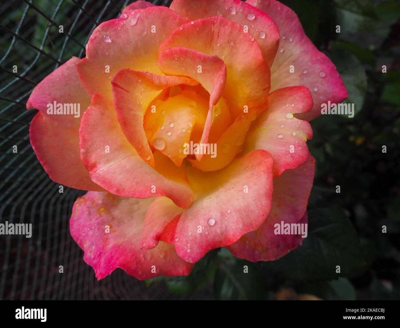 pink rose flower macro close up Stock Photo - Alamy