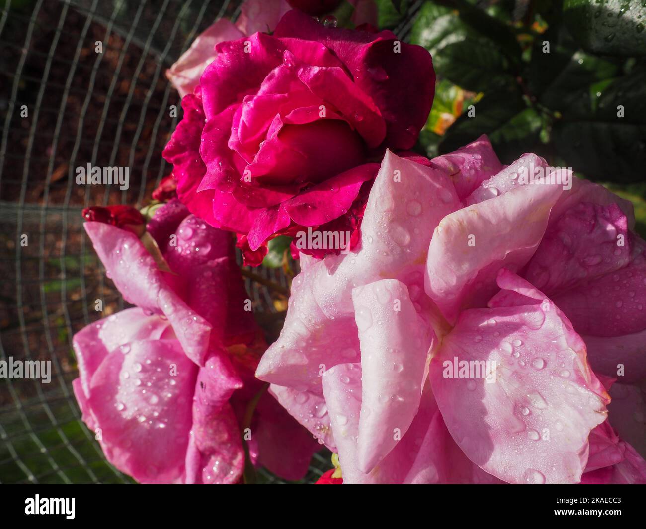 pink rose flower macro close up Stock Photo - Alamy