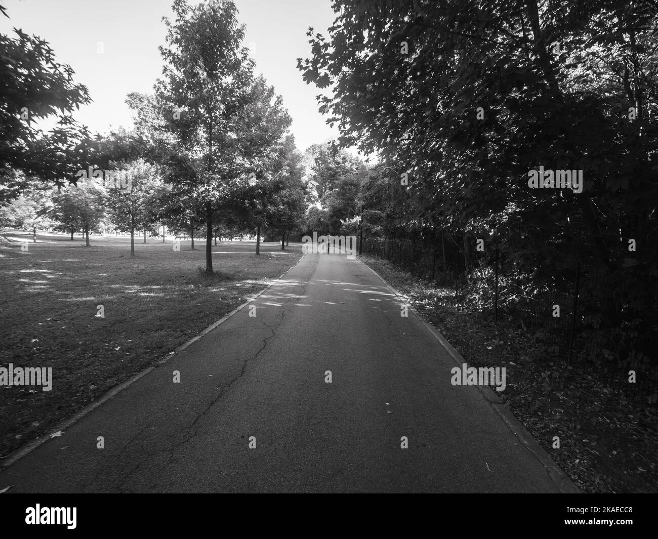 A grayscale shot of pathway between trees and grass landscapes in a ...