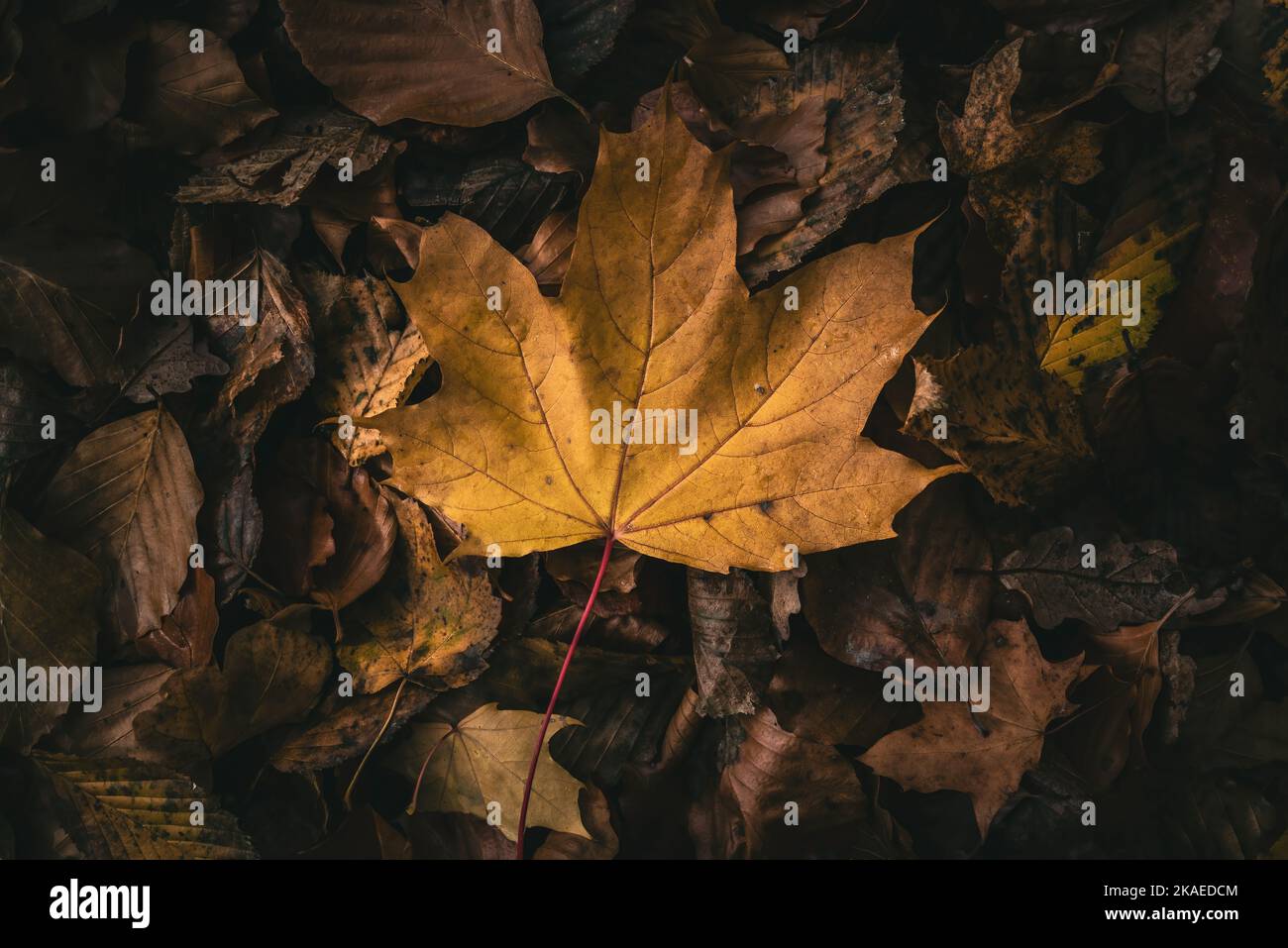 A top view of an autumn golden maple leaf fallen on other rusty leaves ...