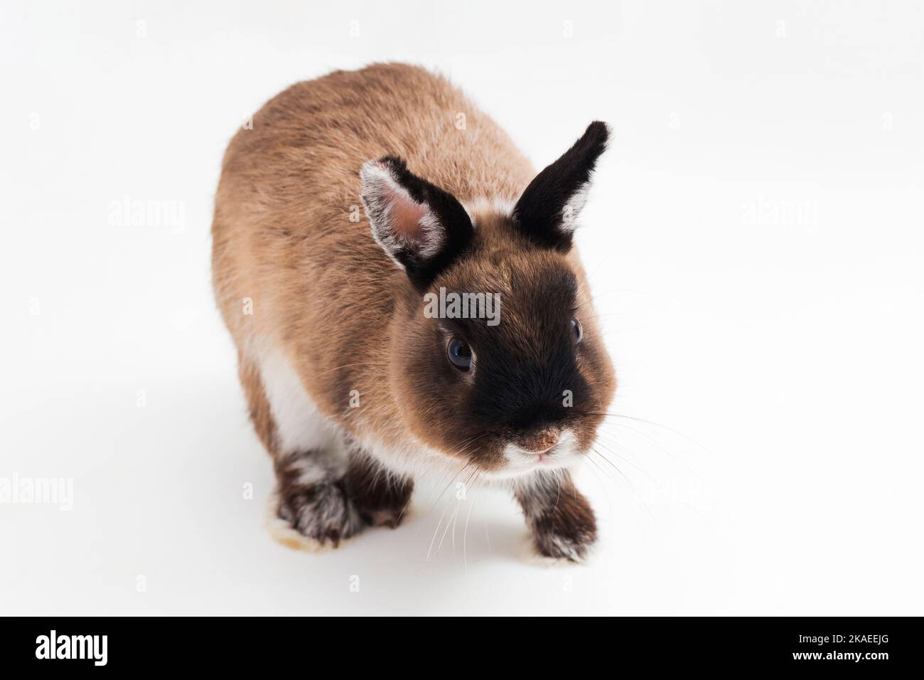 Netherland Dwarf rabbit isolated on white background Stock Photo