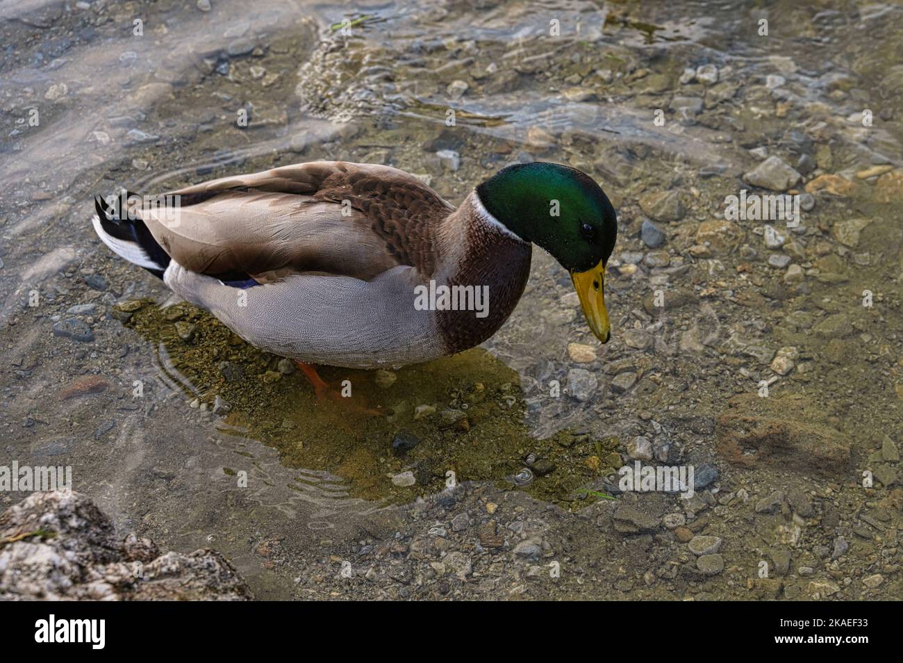 ein erpel ente in bunt federkleid am uferrand watend, wild duck drake wading on a riverbank Stock Photo