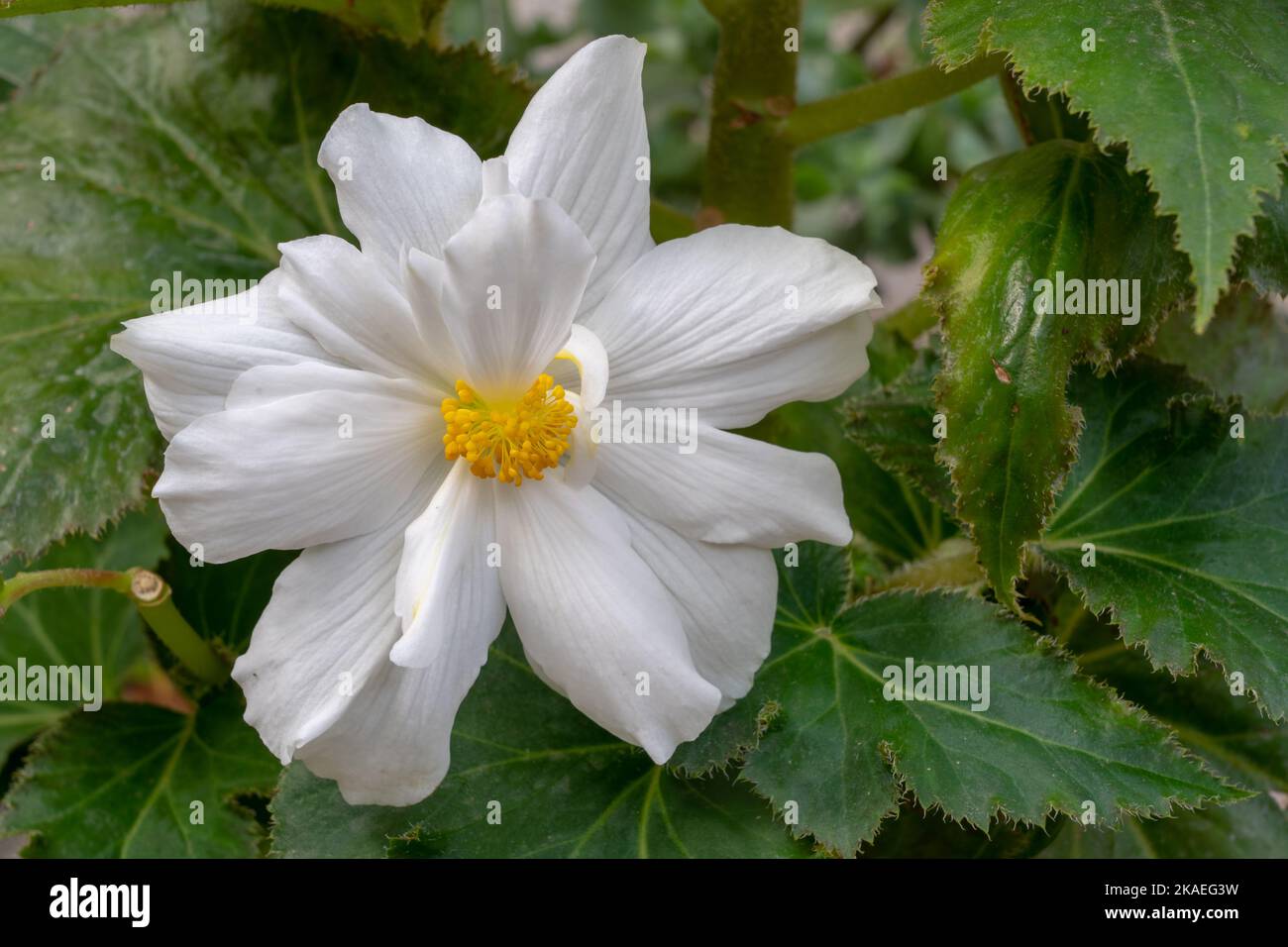 Closeup view of pure white flower with yellow heart of tuberous begonia with green foliage natural background Stock Photo