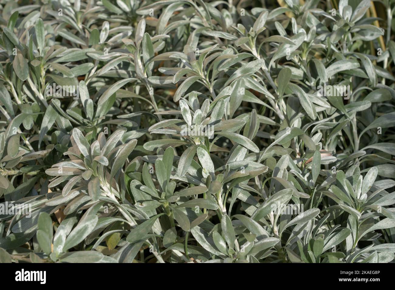 Closeup view of silver green foliage of convolvulus cneorum aka silverbush or shrubby bindweed outdoors in sunlight Stock Photo