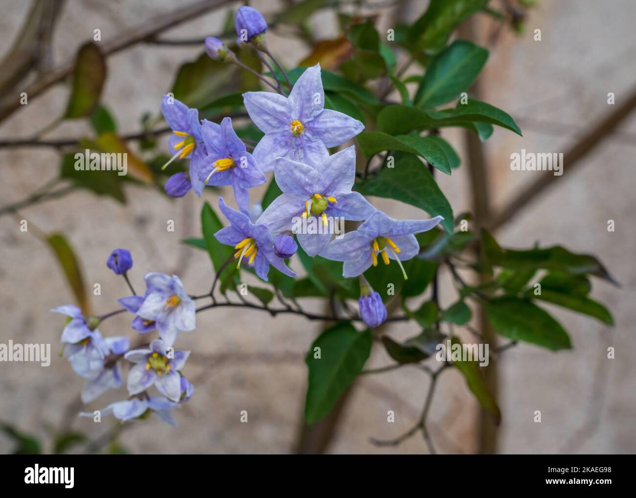 Closeup view of purple blue flowers of solanum laxum aka potato vine, potato climber or jasmine