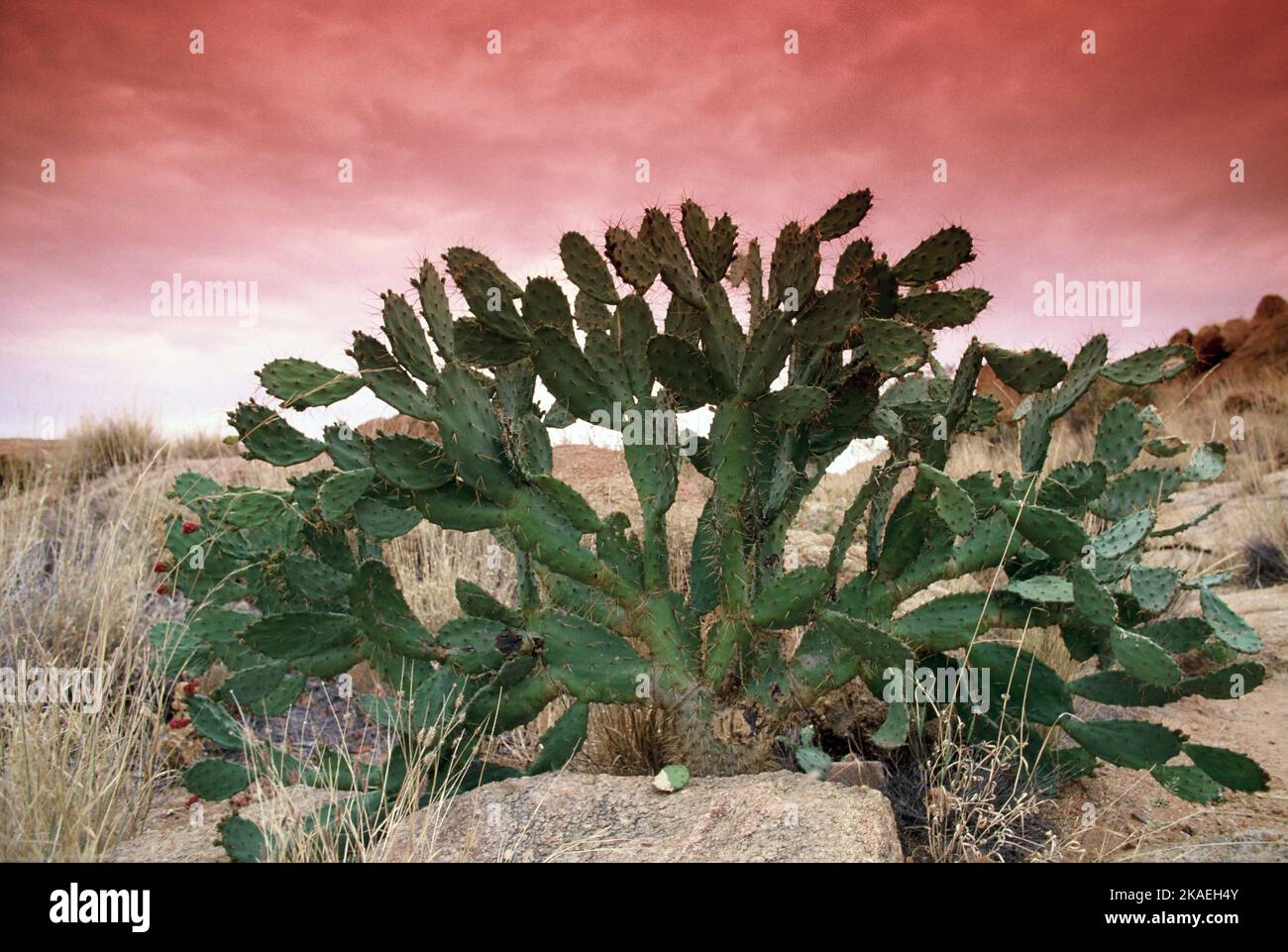 Australia. Northern Territory. Velvet Tree Pear Cactus plant. Opuntia tomentosa. Stock Photo